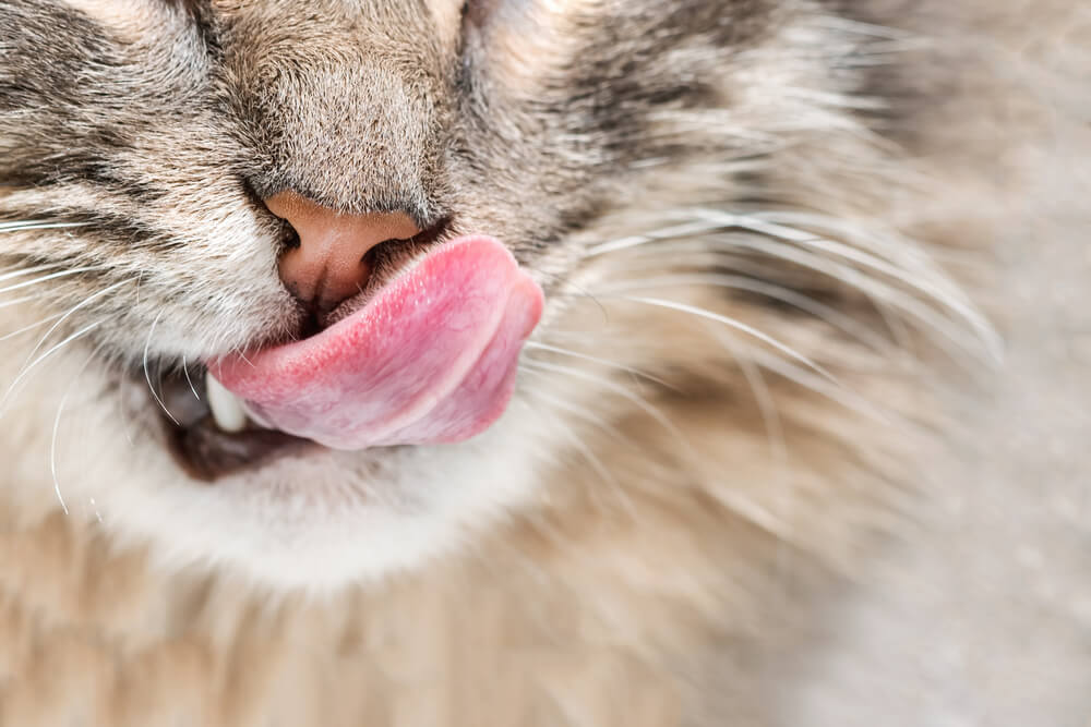 cat licking nose cat licking nose