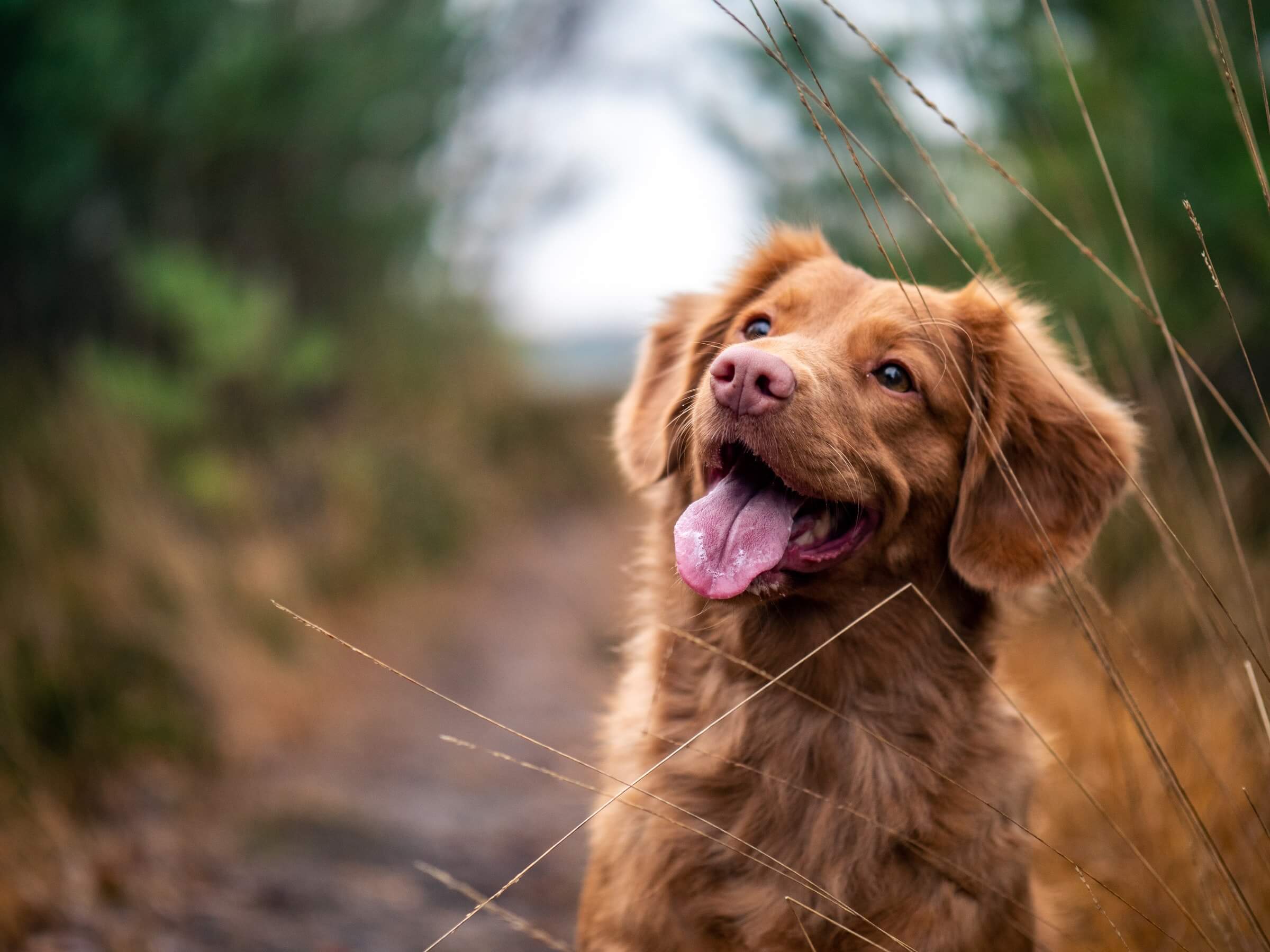 快乐的金毛猎犬肖像 快乐的金毛猎犬肖像
