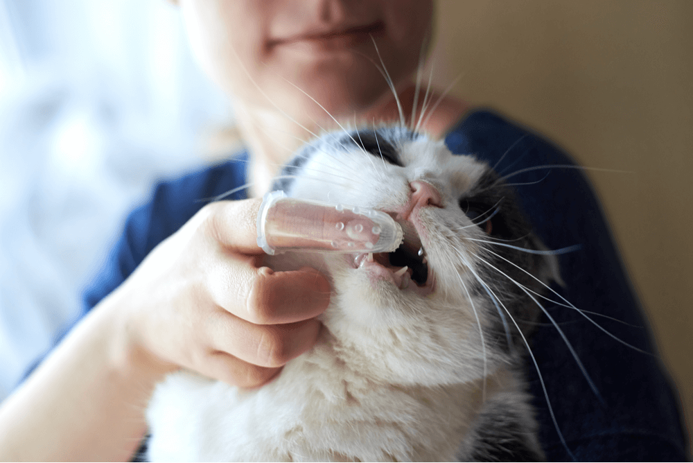 cat getting its teeth brushed
