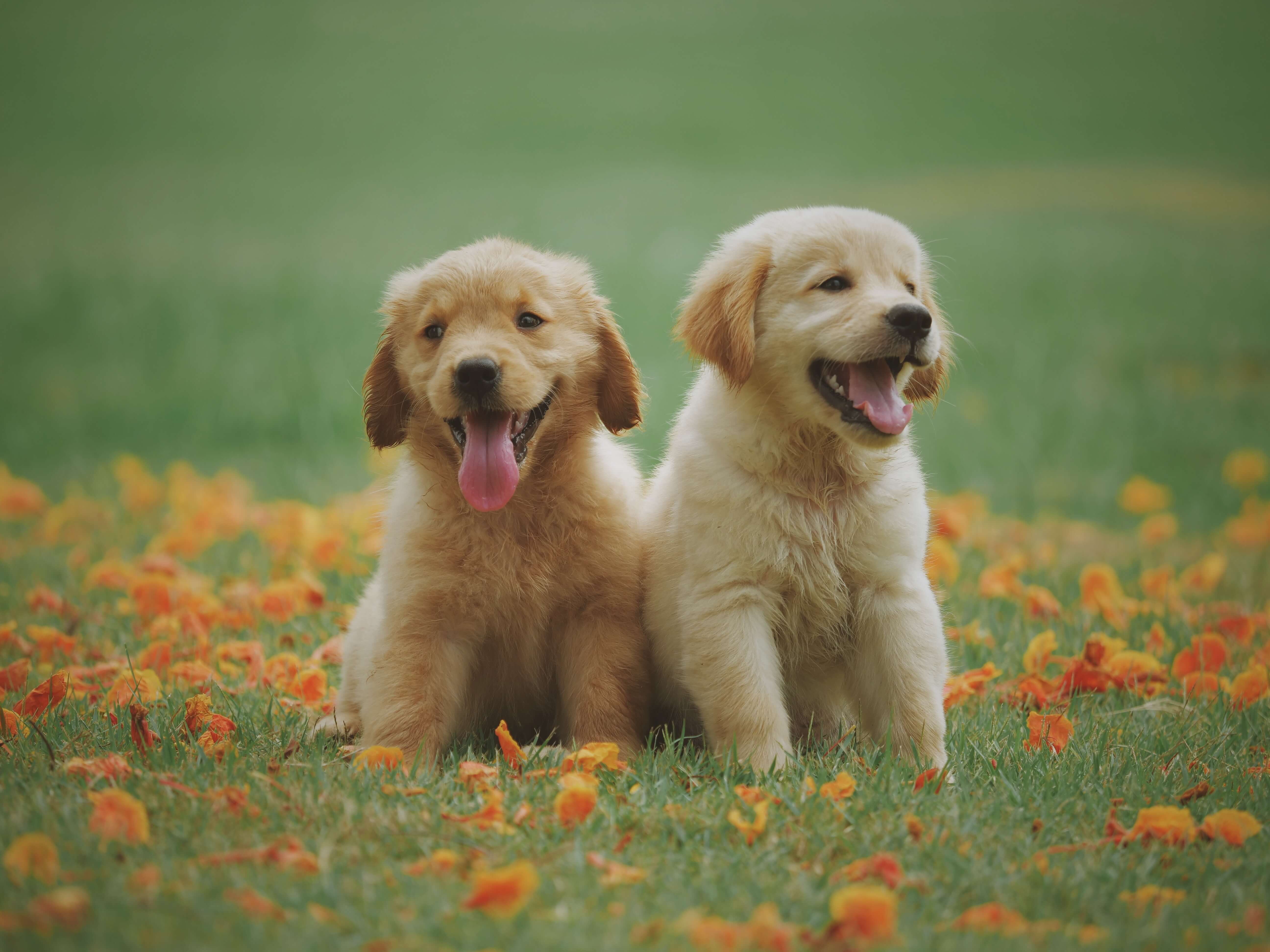 golden retriever puppies on a field of grass and flowers golden retriever puppies on a field of grass and flowers
