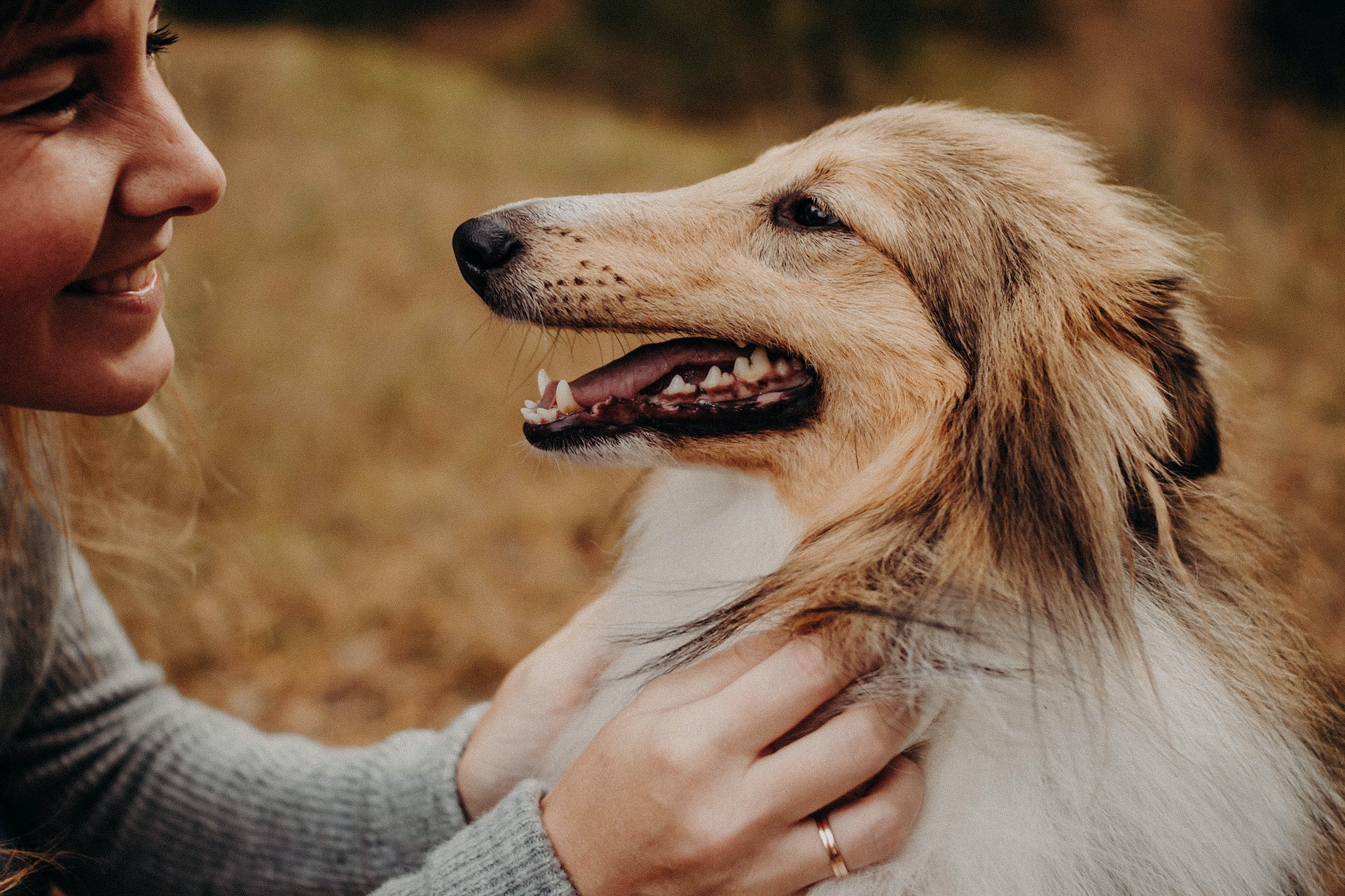 woman smiling at a collie dog woman smiling at a collie dog