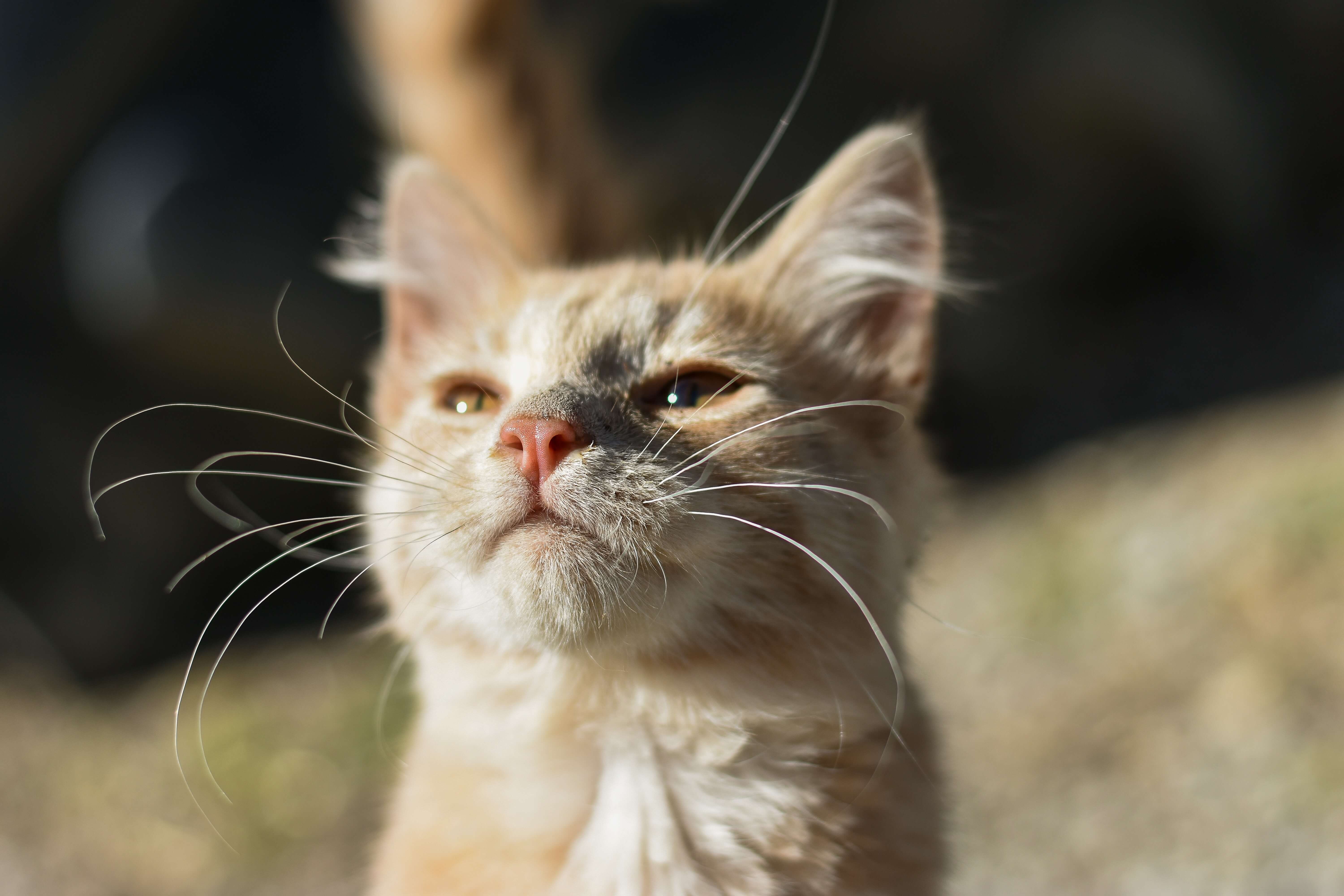ginger cat with long white whiskers looking happy and curious ginger cat with long white whiskers looking happy and curious