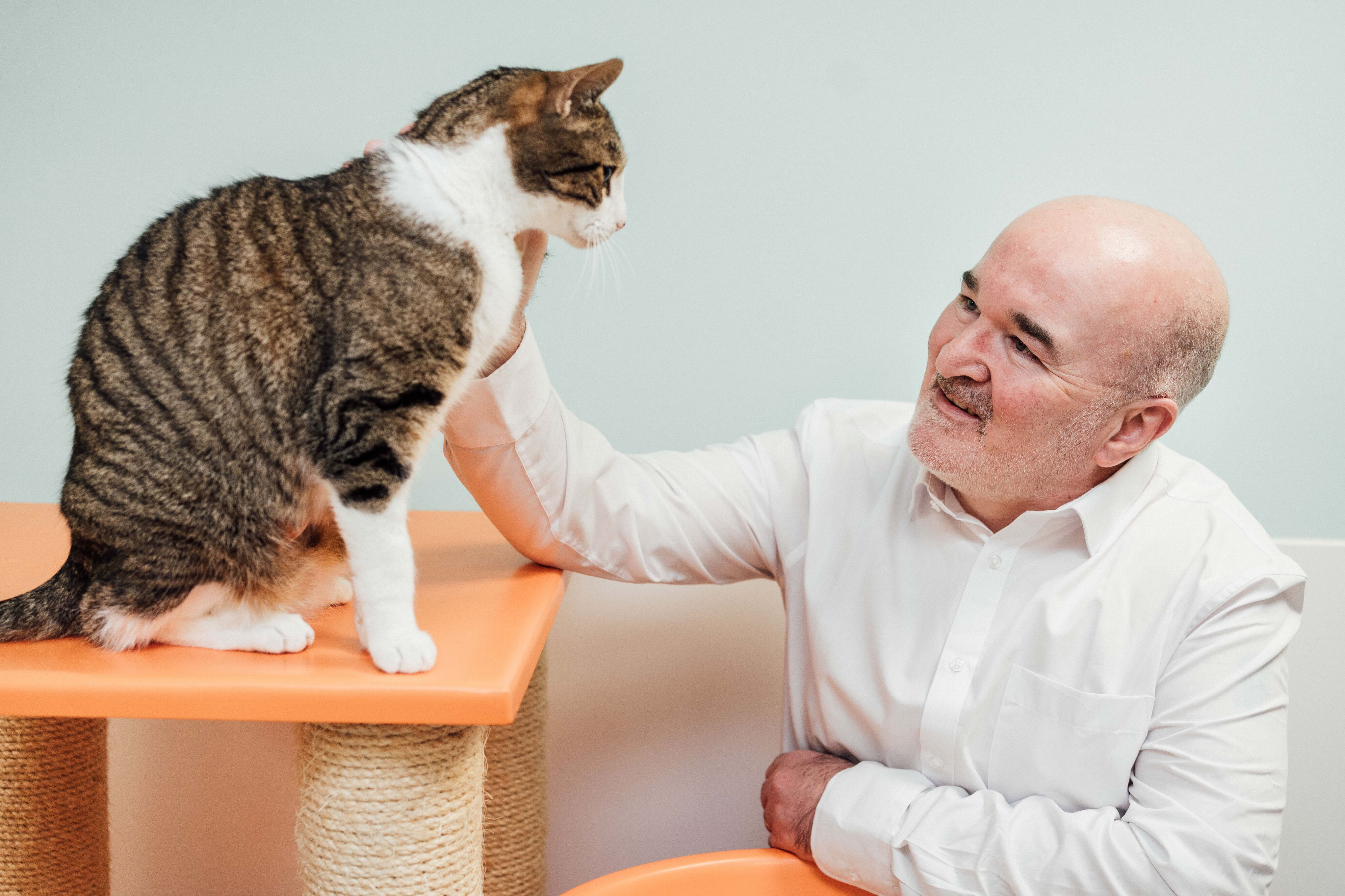 A tabby cat sitting on a raised cat tower while a person reaches out to pet the cat. The scene appears indoors with a simple, light-colored backdrop.